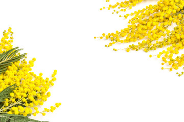 Mimosa flowers on white background, symbol of March 8, happy women's day