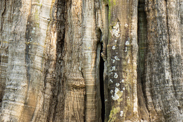 Millennium Teak tree trees in the forest./Background/texture.