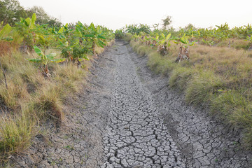 Obraz premium dry cracked earth Dry and broken soil Lack of water, dead trees