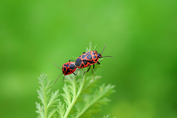 Stink bug on green leaves, North China