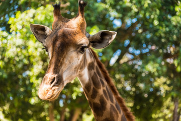 Naklejka na ściany i meble Chiang Mai , Thailand - January, 19, 2020 : Giraffes in the Chiang Mai zoo.