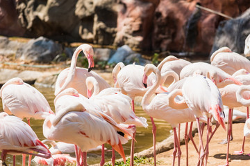 Group of American Flamingos in the zoo thailand.