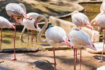 Group of American Flamingos in the zoo thailand.