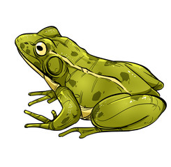 Green frog isolated on white background.
