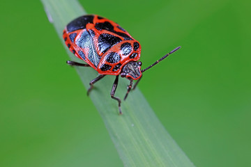 Stink bug on green leaves, North China