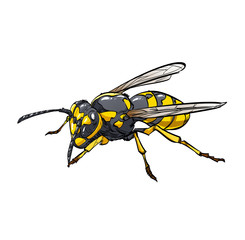 Wasp isolated on white background.