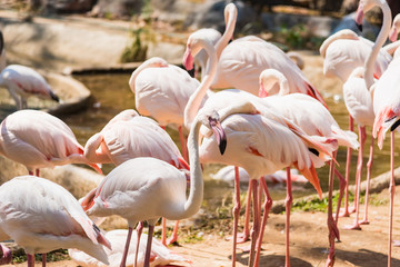 Group of American Flamingos in the zoo thailand.