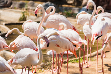 Group of American Flamingos in the zoo thailand.