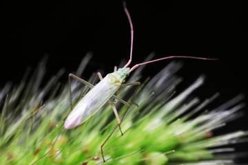 Stink bug on green leaves, North China