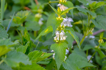 Violet floral background. lavender field, blured effect. Provence style. Herb flowers in muted tones