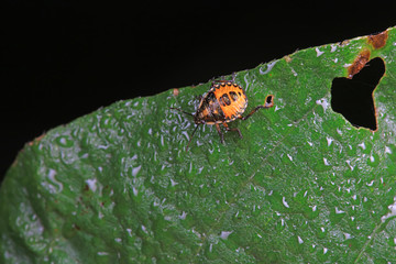 Stink bug on green leaves, North China