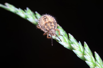 Stink bug on green leaves, North China
