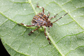 Stink bug on green leaves, North China