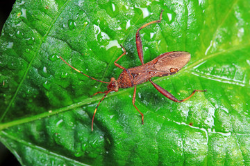 Stink bug on green leaves, North China