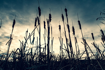 Obraz premium The reeds at sunrise, the sunset and the sun in the grass, the sun in the reeds, the sun's rays, light-flooded reeds, beautiful sunlight