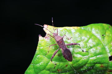 Stink bug on green leaves, North China
