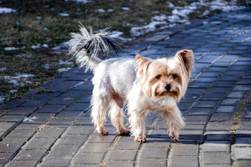 Cairn terrier. Dog on a walk. Cute doggie. Trusted friend.