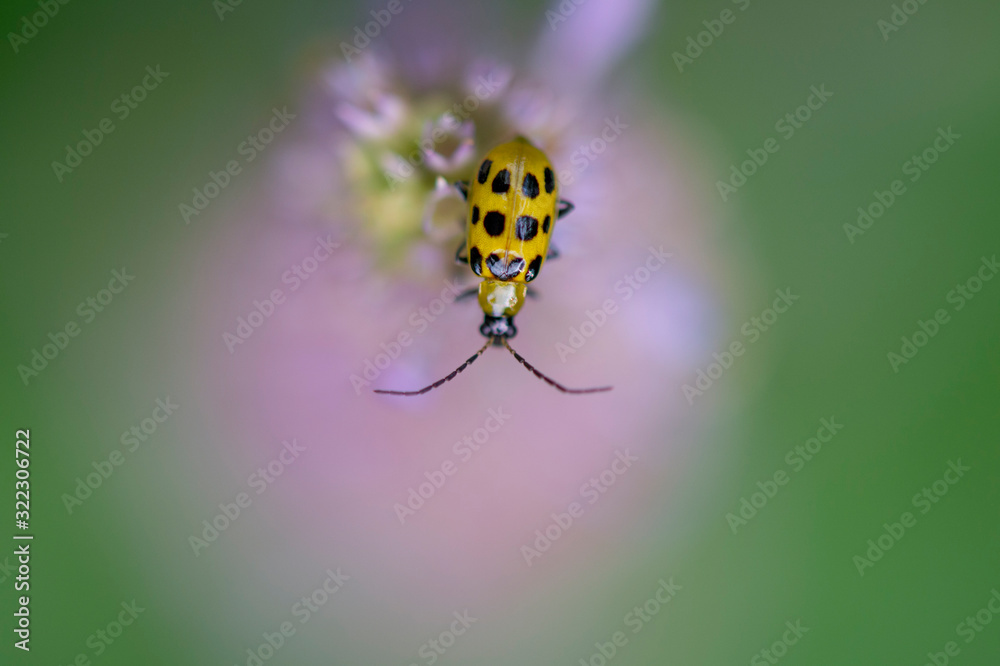 Wall mural an orange and black beetle perched on top of a flower with a smooth purple and green background.