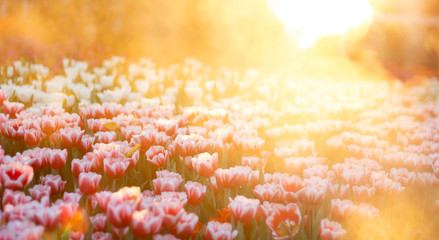 Soft focus of colorful tulips are planted in the garden with water spray and sunlight shining