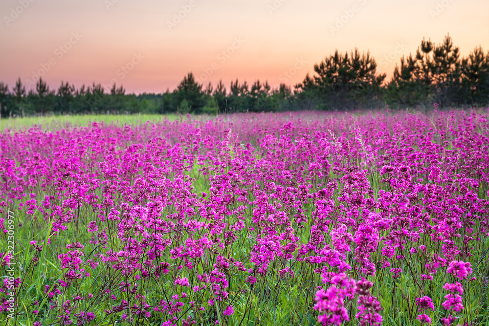 Poster spring landscape with flowering flowers on meadow and sunrise