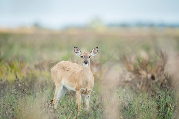 A Whitetail deer in a wide open field in soft light with a grassy background.