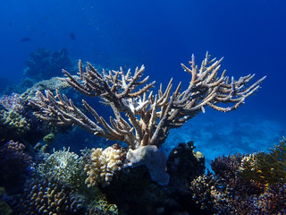 Fototapeta na wymiar Deer Horn Coral In The Ocean. Hard Stanghorn Coral In The Sea Near Coral Reef Deep Underwater. School Of Tropical Fish.