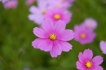 Obraz premium コスモス