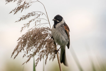 The common reed bunting (Emberiza schoeniclus) is a passerine bird in the bunting family Emberizidae.