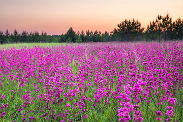 Plakat spring landscape with flowering flowers on meadow and sunrise