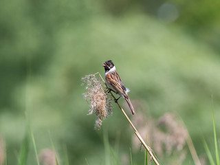 The common reed bunting (Emberiza schoeniclus) is a passerine bird in the bunting family Emberizidae.