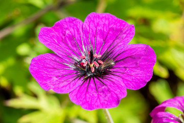 Geranium 'Anne Thomson' a magenta pink herbaceous springtime summer flower plant commonly known as cranesbill with insect