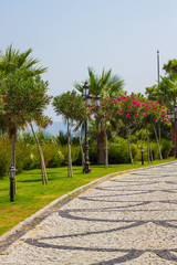 Obraz premium Well maintained road and green palm trees on the territory of luxury Turkish hotel in Bodrum, Mugla, Turkey. Turkish summer vacation, rich resort. Travel concept