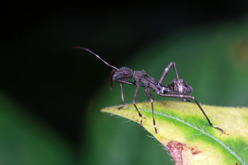 Stink bug on green leaves, North China