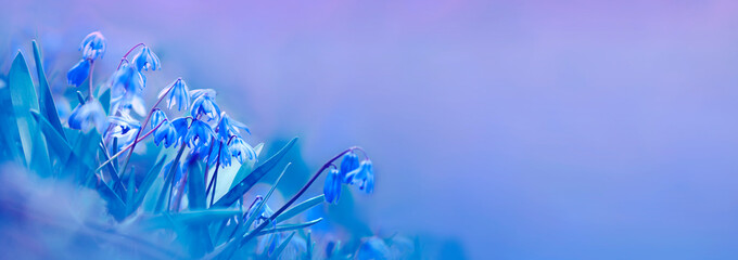 Beautiful blue spring flowers primroses in the evening forest on a soft blurry purple and blue...