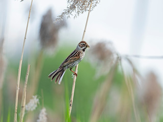The common reed bunting (Emberiza schoeniclus) is a passerine bird in the bunting family Emberizidae.