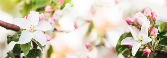 Beautiful spring pink flowers on at Sunrise  with copy space. looming apple branches.  Artistic image of a blooming garden in soft pastel colors. Bokeh, banner format, macro..