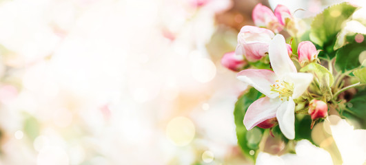 Beautiful spring pink flowers on at Sunrise  with copy space. looming apple branches.  Artistic image of a blooming garden in soft pastel colors. Bokeh, banner format, macro..