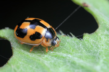 ladybugs in natural state, North China