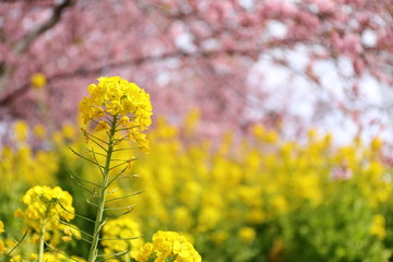 菜の花