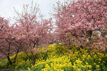 河津桜