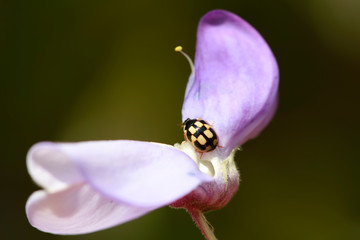 Propylaea japonica on beans flowers, North China
