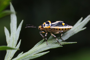 Stink bug on green leaves, North China