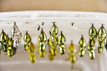 pupa young baby butterfly in central america costa rica