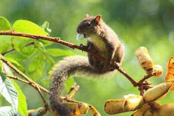 squirrel on tree / esquilo