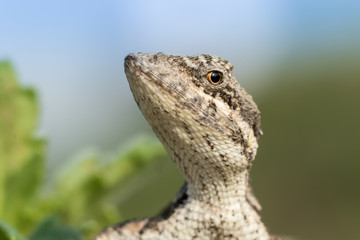 A closeup of garden lizard, a beautiful portrait of  a garden lizard 
