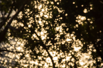 Sunny bokeh of light through the branches of trees