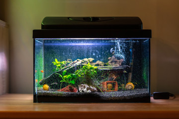Small fish tank aquarium with colourful snails and fish at home on wooden table. Fishbowl with...