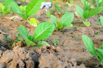 young tobacco leaves in the field. cultivated tobacco. Young Virginia Tobacco plant
