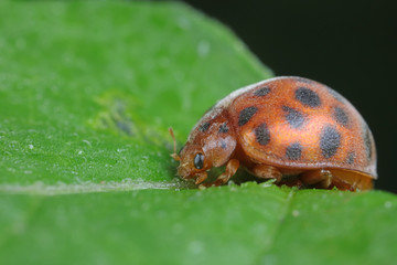 ladybugs on green leaves, North China