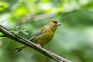 The European greenfinch, or just greenfinch (Chloris chloris), is a small passerine bird in the finch family Fringillidae.